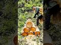 Making Log Beehives Natural Insulated And Great For Healthy Bees And Better Honey