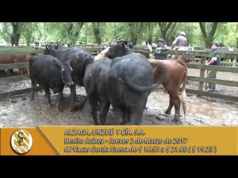 02-03-17 Venta de Vacas Gordas - Alzaga, Unzue y Cia S.A. - B. Juarez.