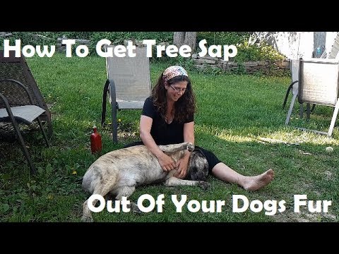 How To Get Tree Sap Out Of Your Dog's Fur