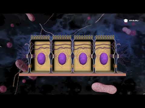 Exploring the Structure and Functions of Cell Junctions through XR Guru - An Immersive Learning Hub