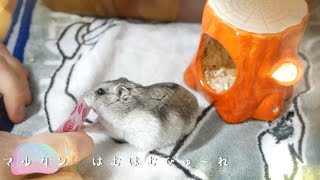 マルカン　はむはむぴゅーれ