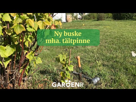 Ny buske med hjälp av tältpinne - Trädgårdshacks med GardenR