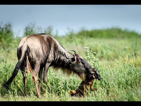 Safari Snippets - Wildebeest calving