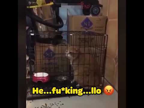 OMG!! They Can Speak English || Funny Video || Pets Speaking English || Mr. Shishir