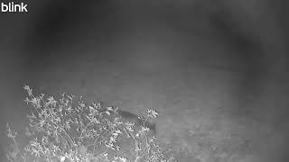 Bobcat 2025 09 13