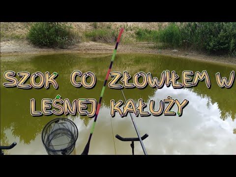 Obudziłam wspomnienia z dzieciństwa i początku wędkarstwa. Leśna kałuża sprawiła niespodziankę.