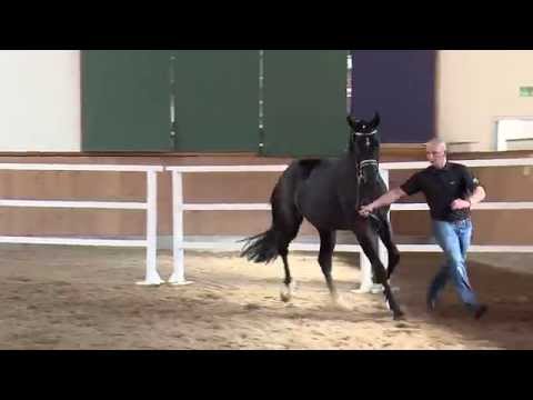 4. Junghengst v. Desperados / Paradiesvogel