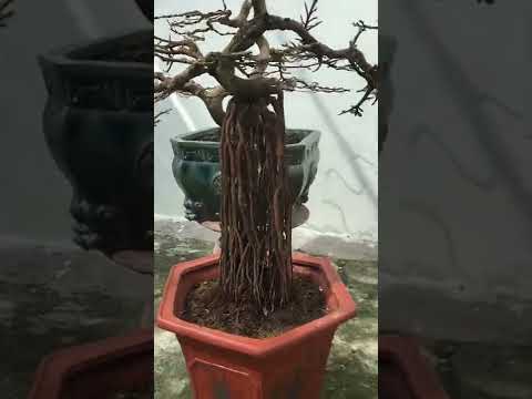 Làm mấy cây đón Tết dl các bác