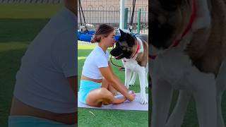 Every Time She Tries to Stretch… This Happens 😂#shorts #funnydogs #dogfunny #fitness #homeworkout