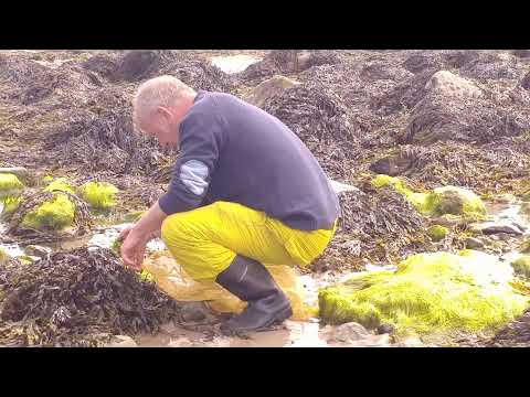 Denis Quinn of Wild Atlantic Cultural Tours foraging in Killala County Mayo