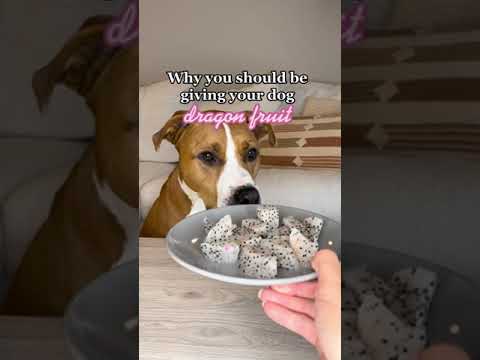 Benefícios da fruta do dragão para cães