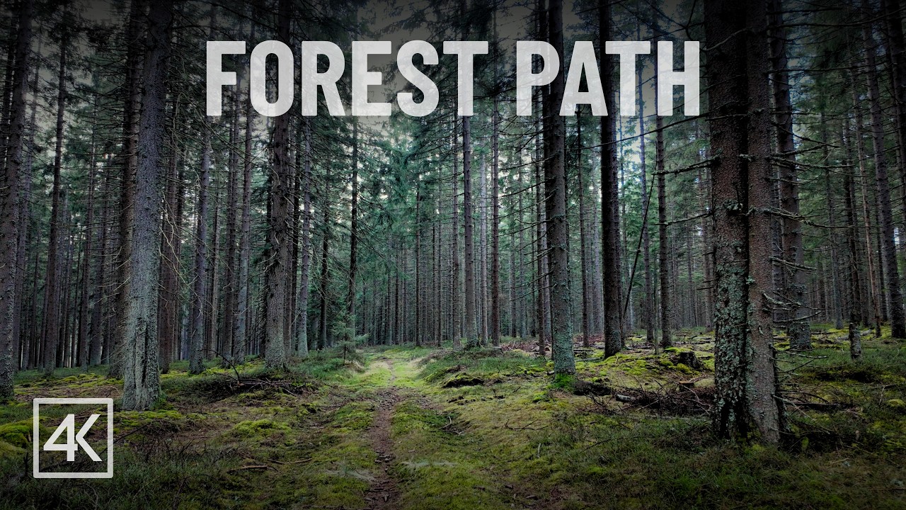 Early Spring Forest Walk | Wild Trails & River | Šumava National Park | 4K Nature Sound