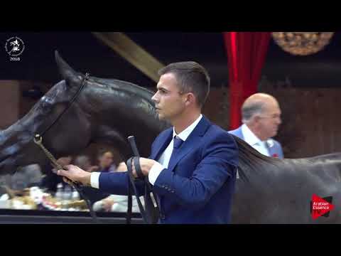 N.90 WIEZA CZAROW - Lier 2018 - 3 Years Old Fillies (Class 5)