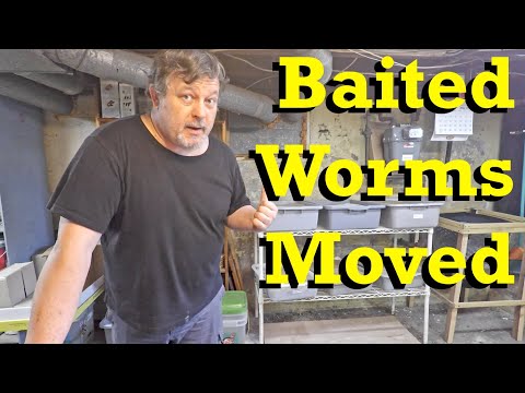 Baiting worms from finished 50-day tub - vermicomposting