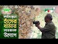 Duck Farming | Shykh Seraj | হাঁসের খামার লাভজনক উদ্যোগ | Channel i