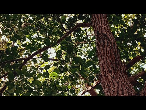  documentário sobre baixa do brejo em bom principio do Piauí, em homenagem aos 204 anos do Piauí 