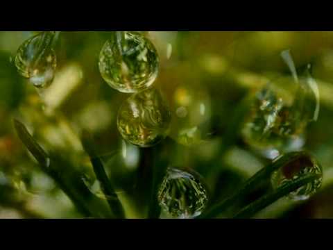 INESSA GALANTE "Was I not a little blade of grass?" Music from Heaven. pictures from paradise