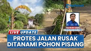 Warga Polman Tanam Pohon di Tengah Jalan Rusak gegara Kesal Tak Diperbaiki: Sudah Puluhan tahun