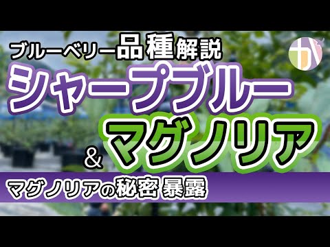 園芸 夏マグノリア、大輪マグノリア