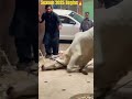 Angry Bull Complete Video On Channel Cow Iftarmenu Coversong Animals Cowpalace Bullrace Cow