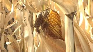 Dancing in the Meadow - American West Heritage Center