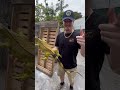 I brought an iguana back to life!!