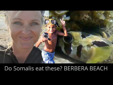 Berbera- Somaliland Sealife. Pufferfish Eels & so Much More. #somaliland  ‎#Berbera @SamirahJees