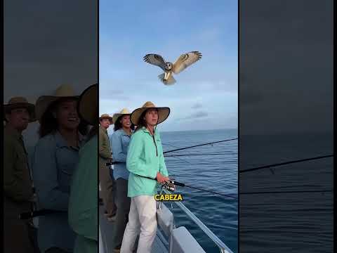 *Por qué los búhos a veces aterrizan sobre personas*