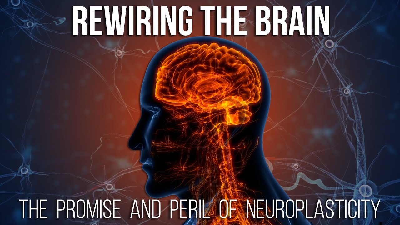 Rewiring the Brain: The Promise and Peril of Neuroplasticity