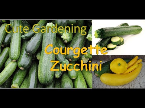 download lagu mp3 mp4 Zucchini Dirty Dozen, download lagu Zucchini Dirty Dozen gratis, unduh video klip Zucchini Dirty Dozen