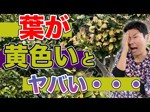 メキシコオレンジの木の害虫の病気は何ですか?メンテナンスを再開する方法