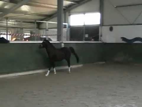 Oosteinds Ricky beim Freisspringen!