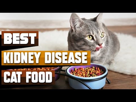 Best Cat Food for Kidney Disease In 2022 - Top 10 Cat Food for Kidney Diseases Review
