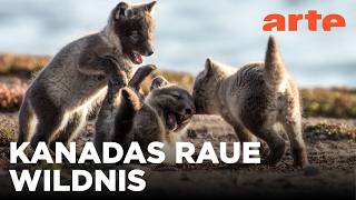 Überleben in der Tundra | Kanada - Der weite Norden Reupload | ARTE Fe