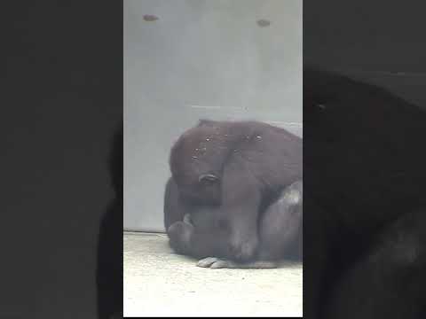 261#ゴリラ | D'jeeco Family 🦍 #shorts 【#金剛猩猩】 #2023Taipei Zoo 台北動物園