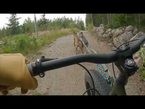 kostka monster o 2 st alaskan husky