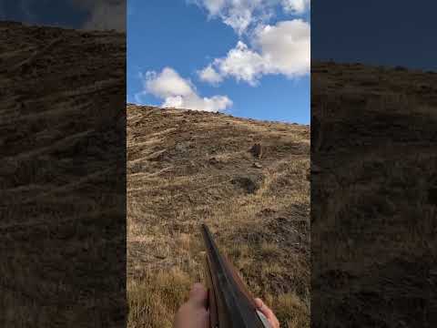 BU ÇALIYA DİKKAT! #keklikavı