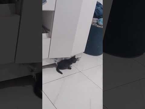 Vídeo de Simba e Pandora 