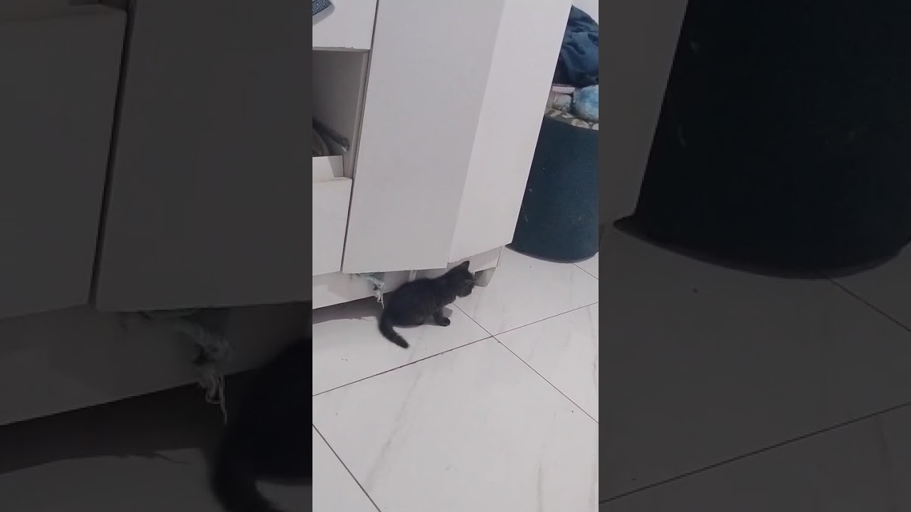 Gato raça SRD-ViraLata idade Abaixo de 2 meses nome Simba e Pandora 