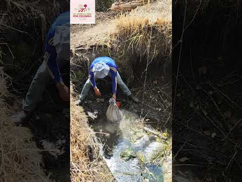 Los traga jutes en Aquítania Boyacá, tenemos muchas maneras de preparación #jutes #campo