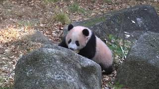 ジャイアントパンダの赤ちゃん「シャンシャン」180日成長日記12月