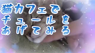 猫カフェでチュールをあげてみる（保護猫カフェSunCafe）