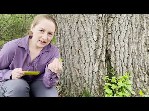 Mondays with Martha #103 - Garlic Mustard