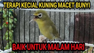 Download lagu Terapi Kecial Kuning Macet Bunyi Malam Hari PleciL... mp3