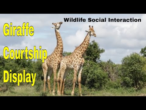 Love In The Wild: South African Giraffe Courtship | africanwildlifeonline