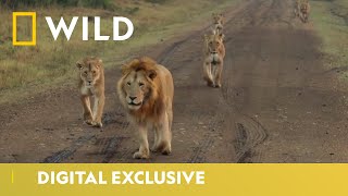 World Lion Day | August 10th - Official Trailer | National Geographic Wild UK - DAY