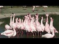 Flamingos At Safari Park