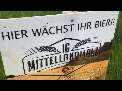 Braugerste Sorte  Liga