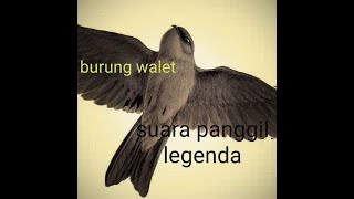 Download lagu SUARA PANGGIL BURUNG WALET /LEGENDA/ mp3