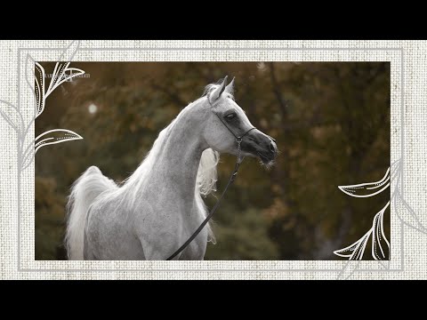 🍋⁣ DA LITTLE PRINCESS - Senior Mare Contender, 2022 MENTON